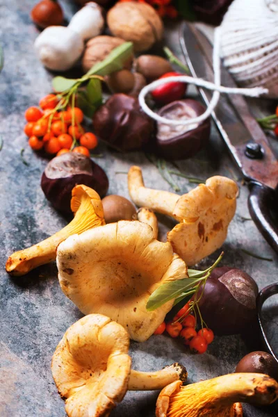 Funghi di finferli con forbici vecchie — Foto Stock