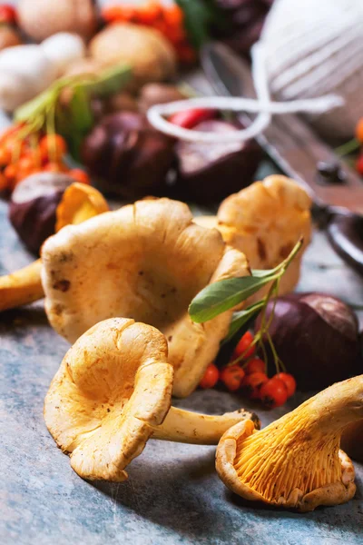 Chanterelle mushrooms with old scissors — Stock Photo, Image