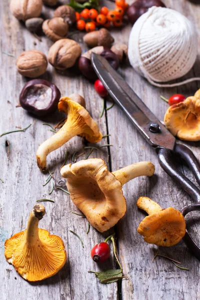 Cogumelos Chanterelle com tesoura velha — Fotografia de Stock