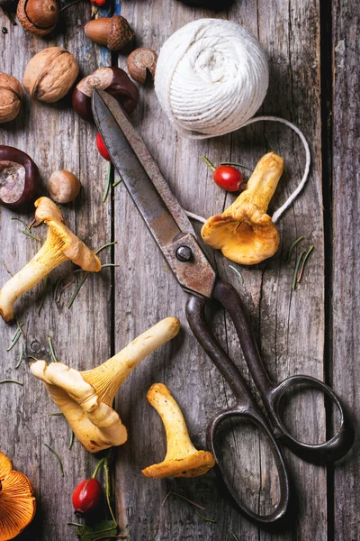 Cogumelos Chanterelle com tesoura velha — Fotografia de Stock