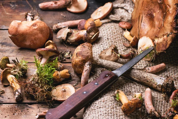 Mix of forest mushrooms — Stock Photo, Image