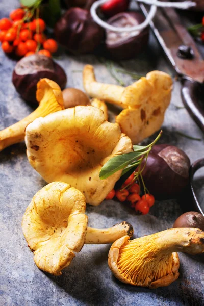 Cogumelos Chanterelle com tesoura velha — Fotografia de Stock