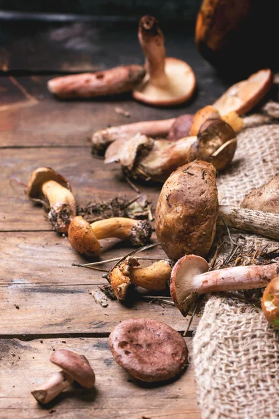 Mix of forest mushrooms — Stock Photo, Image