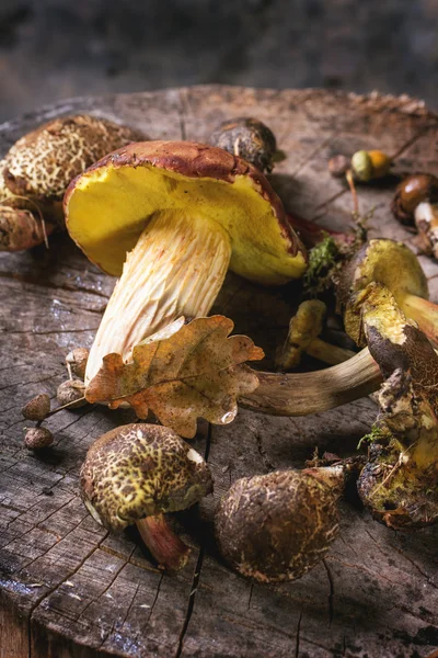 Boletus Mushrooms — Stock Photo, Image