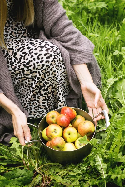 Pan of apples — Stock Photo, Image