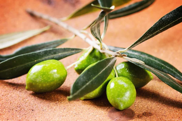 Rama verde oliva — Foto de Stock