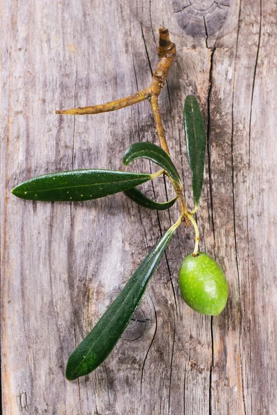 Rama verde oliva — Foto de Stock