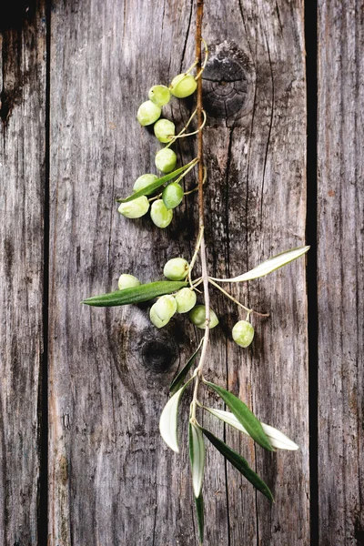 Groene olive branch — Stockfoto