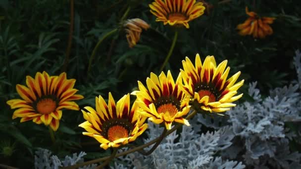 Flores amarillas Gazania balanceándose en el viento — Vídeo de stock