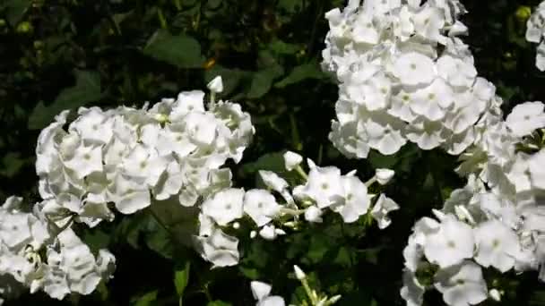 Białe kwiaty domowe, kołysanie na wiatr — Wideo stockowe
