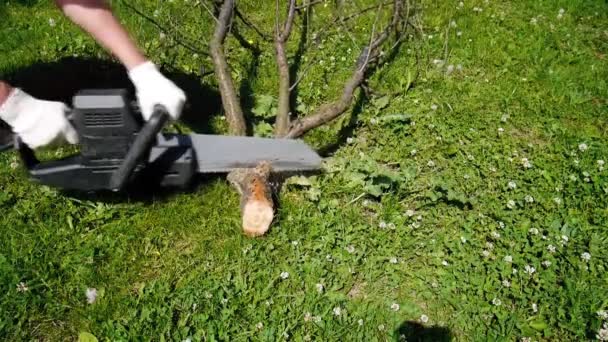 Corte de árbol por sierra eléctrica para leña — Vídeos de Stock