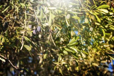Zeytin ağacının dalı