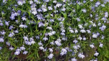 Rüzgârla sallanan lobelia çiçekler