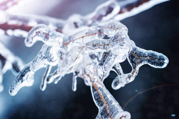 Frozen branches in ice — Stock Photo, Image