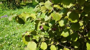 Rüzgârla sallanan fındık