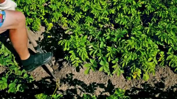 Gräva upp färska ekologiska potatisar — Stockvideo
