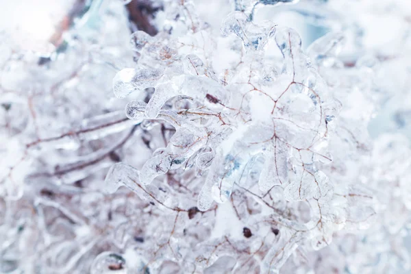 Frozen branches in ice — Stock Photo, Image