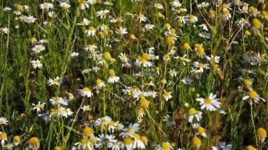 Rüzgârla sallanan papatya