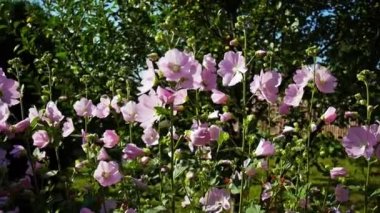 Pembe Malva rüzgârla sallanan
