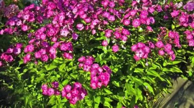 Pembe phlox rüzgârla sallanan