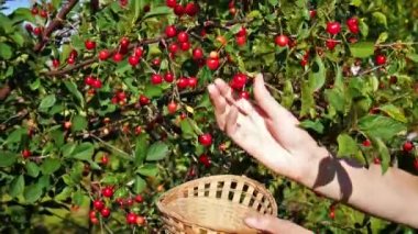 Kırmızı Kiraz kiraz ağacından tespit