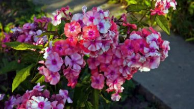 Pembe phlox rüzgârla sallanan