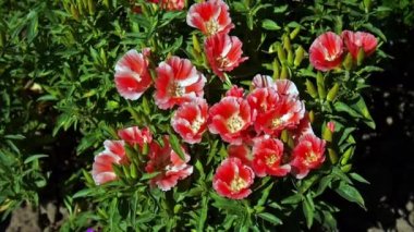 Kırmızı rüzgârla sallanan Godetia