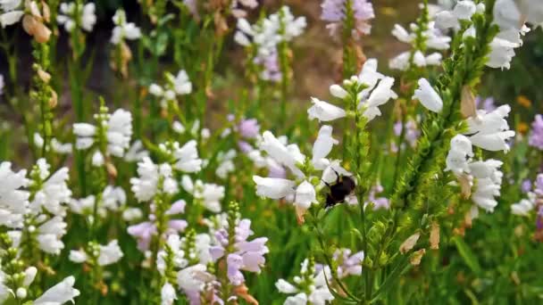 Flores blancas con abejorros voladores — Vídeos de Stock