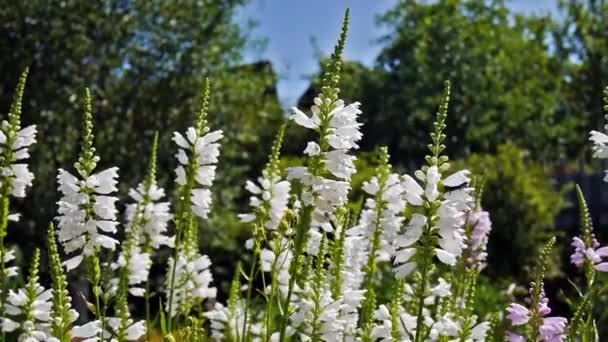 Flores blancas con abejorro volador — Vídeos de Stock