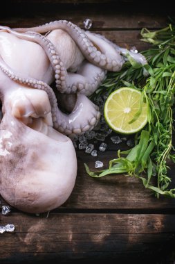 Ahtapot buz üstünde