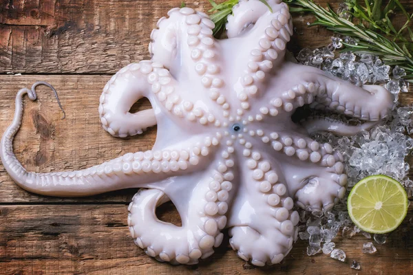 Octopus on ice — Stock Photo, Image