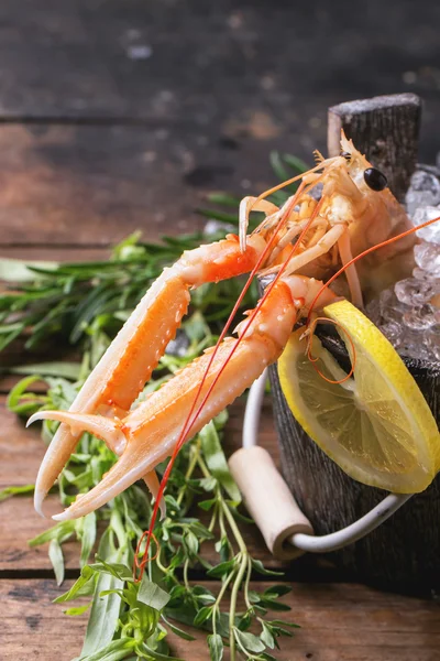 Langoustines on ice — Stock Photo, Image