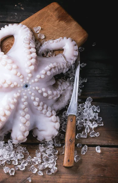 Octopus on ice — Stock Photo, Image