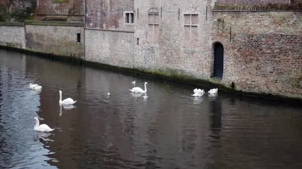 Svanar och måsarna simning på floden i Brygge, Belgien — Stockvideo