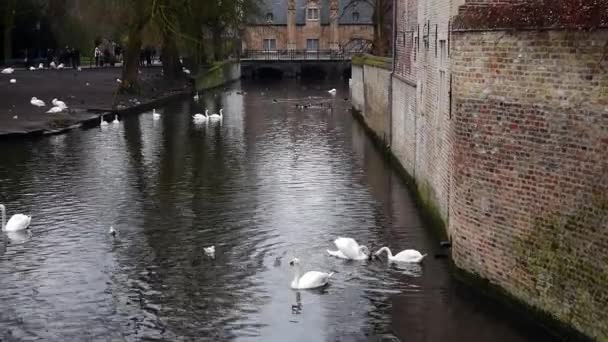 Лебеди и утки, плавающие на реке в Брюгге, Бельгия — стоковое видео