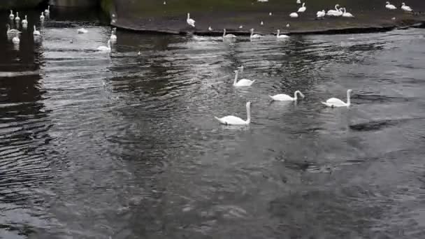 Cisnes nadando en el río — Vídeo de stock