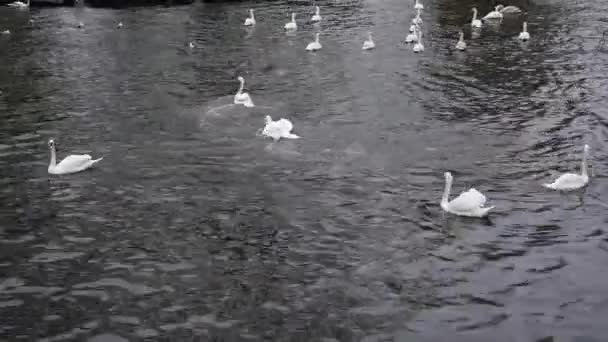 Svanar simmar på floden — Stockvideo