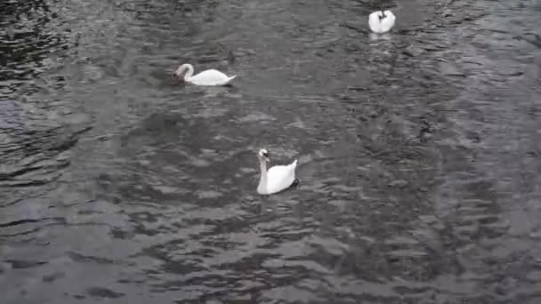 Três cisnes nadando no rio — Vídeo de Stock