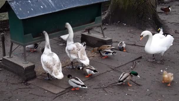 Cisnes e patos comendo grãos — Vídeo de Stock