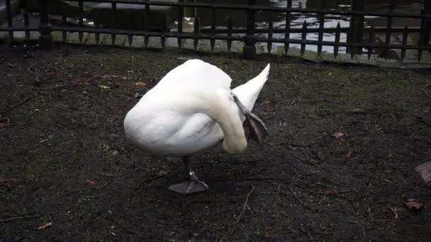 Swan rengöring fjäderdräkt — Stockvideo