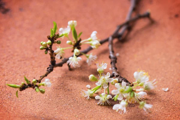 花の枝 — ストック写真