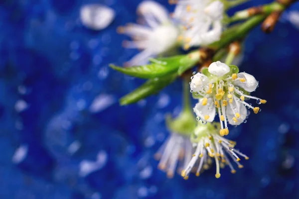 Blossom branch — Stock Photo, Image