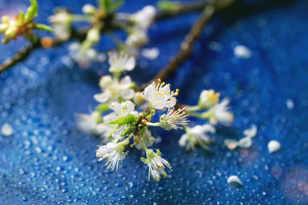 Blossom gren — Stockfoto