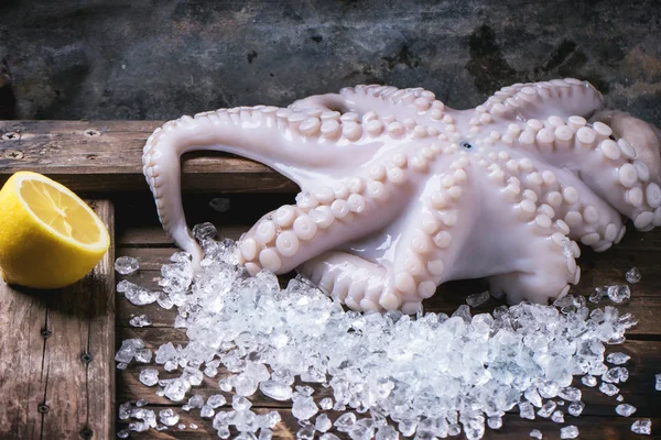 Pulpo sobre hielo — Foto de Stock