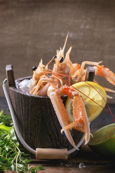 Langoustines on ice — Stock Photo, Image