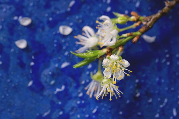 Blommande gren — Stockfoto