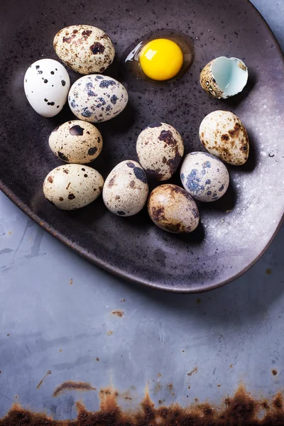 Huevos de codorniz — Foto de Stock