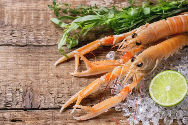 Langoustines on ice — Stock Photo, Image