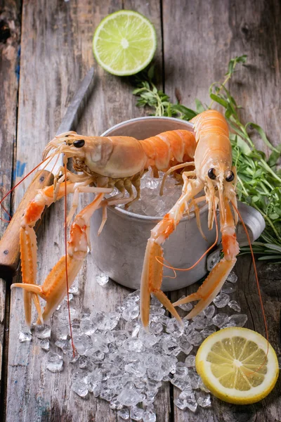 Langoustines on ice — Stock Photo, Image