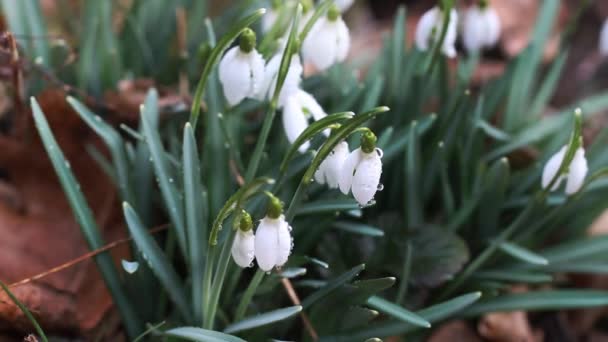 Närbild av skogen snödroppar i solsken — Stockvideo